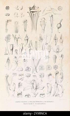 Collection des orchidées les plus remarquables de l'archipel indien et du Japon, Amsterdam, C. G. Sulpke, 1858, japan, archipel malais, Orchidaceae, œuvres picturales, l'illustration présente une variété de spécimens botaniques, en se concentrant sur les caractéristiques anatomiques détaillées de différentes structures végétales. Il comprend des représentations complexes de fleurs, de graines et de parties reproductrices, organisées systématiquement pour l'étude. Chaque spécimen est étiqueté, mettant en évidence ses caractéristiques uniques et ses variations. L'arrangement permet la comparaison entre les espèces, en mettant l'accent sur leur diversité morphologique et compl Banque D'Images