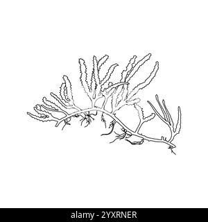 Illustration graphique d'algues en forme de bois vert dessiné à la main (Cauleroa serrulata) algues. Dessin naturel Illustration de Vecteur