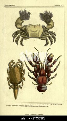 Le règne animal, arrangé selon son organisation, Londres, G. Henderson, 1834, Londres, Londres, cette illustration présente trois crustacés distincts du Royaume animal. Le premier spécimen, étiqueté « Grapsus grapsus » ou crabe rouge, est représenté dans une vue frontale, mettant en valeur ses griffes robustes et sa large carapace ornée de fines textures. Le deuxième spécimen, Ranina ranina, connu sous le nom de crabe de sable, est illustré sous un angle latéral, mettant en évidence son corps allongé et ses détails subtils, typiques de l'anatomie des crustacés. Banque D'Images