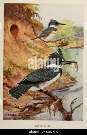 Biographies des oiseaux New York Dodd Mead 1923 oiseaux kingfisher East US, la scène présente deux Martins-pêcheurs saisissants au milieu de leur habitat naturel. Le roi pêcheur inférieur, posé sur une branche, affiche un plumage vibrant avec des marques pointues et distinctives, son bec saisissant fermement un poisson, un témoignage de ses prouesses de chasse. Le kingfisher supérieur se perche élégamment au-dessus, observant ses environs avec une vive intention. En arrière-plan, une rivière serpente à travers un paysage luxuriant, encadré par des tons doux et terreux et un feuillage doux. Un petit trou dans la rive fait allusion à un site de nidification, ajoutant de la profondeur à la sereine en Banque D'Images