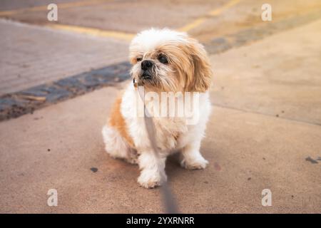 Un petit chien Shih Tzu blanc et brun est assis sur le sol avec une laisse dans la bouche. Le chien semble regarder quelque chose, peut-être un per Banque D'Images