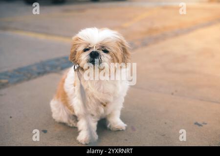 Un petit chien Shih Tzu blanc et brun est assis sur le sol. Le chien regarde la caméra. Concept animaux. Banque D'Images