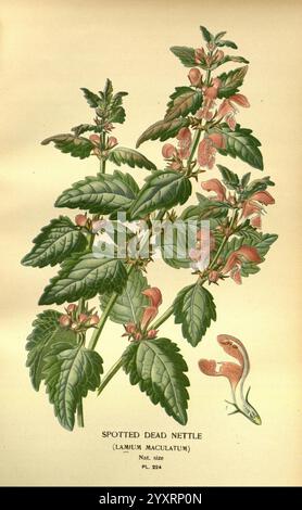 Fleurs préférées jardin serre Londres New York Frederick Warne Co. 1896-97 France icônes du 19ème siècle floriculture Chromolithographie Lamium maculatum plantes ornementales, Une illustration botanique représentant l'ortie morte tachetée, scientifiquement connue sous le nom de Lamium maculatum. L'œuvre d'art met en valeur les caractéristiques de la plante, y compris ses feuilles vertes luxuriantes et ses fleurs roses délicates, qui sont disposées de manière à souligner la structure florale. Les feuilles sont en forme de cœur avec un bord légèrement dentelé, avec un motif distinct de taches plus sombres. L'illustration est étiquetée avec le p Banque D'Images