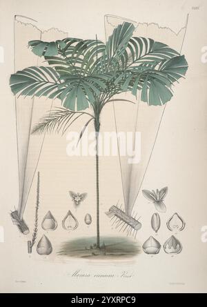 Florae Columbiae, Berolini, apud Ferdinandi Duemmleri Successores, 1858-69, plantes, Colombie, chromolithographes, Graphic Media, 1858-69, Une illustration botanique mettant en vedette la majestueuse Mauricie flexuosa, communément appelée palmier aguaje ou moriche, représentée avec son tronc haut et ses feuilles expansives en forme d'éventail. Le palmier central est entouré de dessins détaillés de ses fruits et de ses graines, mettant en valeur différentes étapes de maturité et leurs formes distinctives. Le design souligne les caractéristiques distinctes de cette plante tropicale, soulignant les textures complexes des feuilles et le caractère unique Banque D'Images