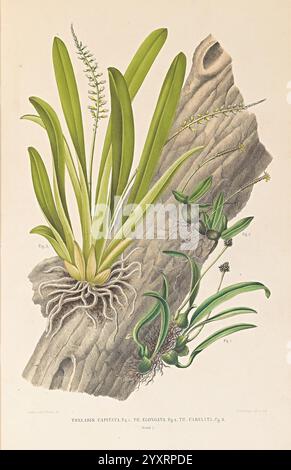 Collection des orchidées les plus remarquables de l'archipel indien et du Japon, Amsterdam, C. G. Sulpke, 1858, Japan, archipel malais, Orchidaceae, œuvres picturales, Thelasis, cette illustration présente plusieurs espèces d'orchidées minutieusement représentées sur un fond texturé qui ressemble au bois altéré. Le foyer central révèle Thrixspermum capitatum, caractérisé par des feuilles vertes allongées et des grappes de petites fleurs délicates au sommet. Adjacent à elle se trouve Thrixspermum elongatum, présentant sa structure allongée avec des feuilles plus fines et des épis de floraison plus prononcés. Sur le côté, th Banque D'Images