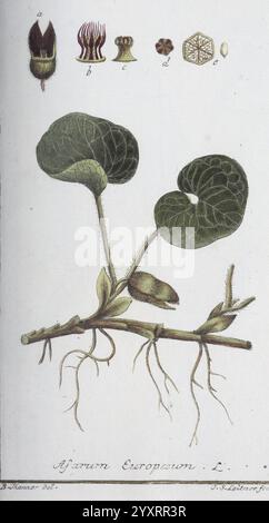 Icones plantarum medicinalium, Nürnberg, auf Kosten der Raspischen Buchhandlung, 1779-1790, botanique, médicale, œuvres picturales, cette composition présente une illustration botanique de la plante *Nasturtium europaeum*, communément appelée cresson. En haut, des illustrations étiquetées détaillent différentes parties de la plante : un bourgeon floral, des fleurs et des structures de graines. Ci-dessous, l'illustration principale montre les feuilles ovales distinctes avec leurs veines proéminentes, accompagnées de racines s'étendant dans le sol. La disposition globale met l'accent sur les caractéristiques morphologiques de la plante, fournissant un aperçu informatif int Banque D'Images