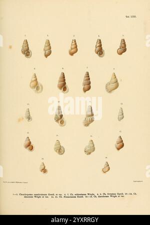 Novitates conchologicae, Cassel, T. Fischer, 1854-79, mollusques, œuvres picturales, Chondropoma wright, Chondropoma presasianum, Chondropoma foveatum, Chondropoma discolorans, Chondropoma echinulatum, Chondropoma canaliculatum, l'illustration présente un arrangement diversifié de coquillages, chacun de forme unique et à motifs complexes. Les coques varient en taille et en design, certaines présentant des courbes lisses tandis que d'autres affichent des textures striées ou spiralées. Chaque spécimen est numéroté à des fins d'identification, mettant en évidence des détails tels que l'ouverture de la coquille et toute marque distinctive. Ce collectio Banque D'Images