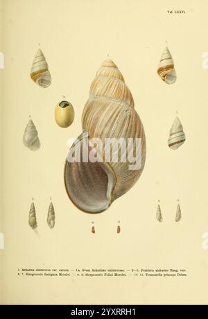 Novitates Conchologicae, Cassel, T. Fischer, 1854-79, mollusques, œuvres picturales, la composition présente une illustration détaillée de divers coquillages disposés systématiquement. Au centre, une plus grande coquille est affichée en évidence, mettant en valeur sa forme spirale complexe et sa texture lisse. Il est entouré de plus petites coquilles, chacune représentée avec des détails anatomiques précis, y compris des variations de coloration et de motifs. L'illustration comprend également un oeuf singulier, mettant l'accent sur le cycle de vie de ces mollusques. Chaque coque est étiquetée avec un chiffre correspondant, indiquant leur classification. Banque D'Images