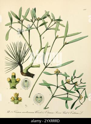 Icones florae Germanicae et Helveticae, simul Pedemontanae, Tirolensis, Istriacae, Dalmaticae, Austriacae, Hungaricae, Transylvanicae, Moravicae, Borussicae, Holsaticae, Belgicae, Hollandicae, ergo Mediae Europae, Lipsiae, F. Hofmeister , 1834-1912, [v. 1, 1850], Europe, œuvres picturales, plantes, l'illustration met en valeur diverses parties de la plante Viscum album, communément appelée gui européen. Il présente des représentations détaillées des branches de la plante portant des feuilles brillantes et ovales, ainsi que des grappes de petites baies translucides. La maquette comprend des sections anatomiques étiquetées en surbrillance Banque D'Images