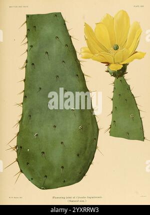 The Cactaceae, v. 1, Washington, Carnegie institution of Washington, 1919-1923, cactaceae, classification, œuvres picturales, The New York Botanical Garden, Mary Emily Eaton, Mary Emily Eaton, 5, Opuntia linguiformis, Opuntia engelmannii var linguiformis, langue de vache barbarbarie, Daily SCI art, M Eaton, femmes en science, cette illustration botanique représente un joint fleuri de l'espèce de cactus Opuntia lingulata. La plante présente un tampon vert proéminent avec des épines pointues qui dépassent de sa surface, mettant en valeur la texture caractéristique de la peau de cactus. Une fleur jaune éclatante fleurit au sommet de l'une d'elles Banque D'Images