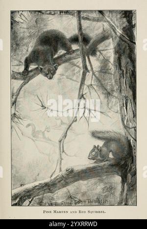 Les Américains à quatre pieds et leurs parents, New York, Macmillan, 1898, t.p. 1901, mammifères, États-Unis, martre, écureuil, taxonomie : Family= Sciuridae, Tamiasciurus hudsonicus, écureuil roux américain, martre américaine, Martes americana, Une illustration détaillée représentant une martre des pins perchée sur une branche d'un grand arbre, avec une expression curieuse alors qu'elle survole ses environs. Ci-dessous, un écureuil roux est également vu, apparemment alerte et engagé dans sa propre activité. Les textures complexes de l'écorce et du feuillage des arbres sont mises en valeur, créant une atmosphère dynamique et animée dans un cadre forestier. Le scen Banque D'Images