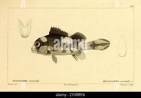 Histoire naturelle des poissons, Paris, chez F. G. Levrault, 1828-1849, ichtyologie, poissons, l'illustration présente une représentation détaillée d'un poisson avec un motif distinct d'écailles sombres et claires, mettant en valeur ses caractéristiques uniques telles que l'oeil et les nageoires. Au-dessus du poisson, une figure plus petite est incluse, représentant probablement une espèce apparentée ou un détail anatomique. La composition souligne les textures et les formes complexes, soulignant à la fois l'élégance et la complexité de la vie aquatique. Le label fournit un contexte scientifique, indiquant l’espèce et éventuellement le nom de l’artiste, renforçant ainsi l’ed Banque D'Images