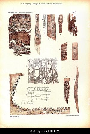 Abhandlungen zur geologischen Specialkarte von Preussen und den Thüringischen Staaten, Berlin, Neumann'schen Kartenhandlung, 1872-, géologie, Allemagne, périodiques, Prusse, Thuringe, microscopie, L'image montre une collection d'illustrations détaillées montrant divers spécimens de bois fossilisés, attribués à R. Caspary. Ces illustrations sont méticuleusement étiquetées et disposées, présentant de multiples vues et coupes transversales des matériaux fossilisés. Les spécimens présentent diverses caractéristiques telles que la structure des anneaux d'arbres, les compositions cellulaires et les motifs texturaux, mettant l'accent sur l'intr Banque D'Images