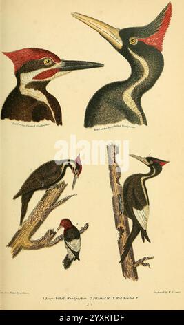 Ornithologie américaine, ou histoire naturelle des oiseaux des États-Unis, Petter & Galpin [187-], oiseaux, États-Unis, Dryocopus pileatus, Melanerpes erythrocephalus, pics à tête rouge, pics pilés, Campephilus principalis, pics à bec ivoire, l'illustration présente de multiples vues de différents types de pics. En haut à gauche, il y a un gros plan de la tête d'un pic-bois, mettant en valeur ses caractéristiques distinctives telles que l'écusson rouge audacieux et les motifs contrastés sur son visage et son cou. Le coin supérieur droit affiche un autre pic-bois, mettant en évidence un rouge tout aussi frappant Banque D'Images