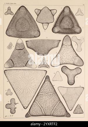 Atlas der Diatomaceen-Kunde, Leipzig, O.R. ReIsland, 1874-19, atlas, Bacillariophyceae, l'illustration présente une série de formes géométriques complexes, chacune méticuleusement détaillée avec des motifs et des textures variés. Disposées selon un motif de grille organisé, ces formes comprennent plusieurs figures triangulaires, chacune présentant des motifs de points et de lignes uniques qui créent une sensation de profondeur et de complexité. La diversité dans la conception suggère une étude de configurations mathématiques ou naturelles, reflétant potentiellement des concepts en géométrie ou en formes biologiques. Cet arrangement visuel invite les téléspectateurs à Banque D'Images