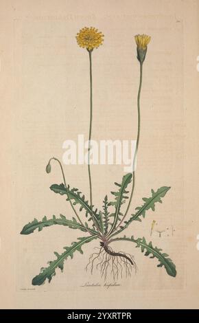 Flora Londinensis, ou plaques et descriptions de plantes qui poussent à l'état sauvage dans les environs de Londres Londres, imprimé et vendu par l'auteur et B. White, 1777. XVIIIe siècle, illustration botanique, botanique, Angleterre, gravures, Herbals, London, plantes, tiges, feuilles, fleurs, l'illustration présente une représentation détaillée d'une plante de pissenlit, mettant en valeur ses caractéristiques distinctives. La plante a un taproot épais et charnu, à partir duquel de multiples feuilles rayonnent vers l'extérieur. Les feuilles sont profondément lobées et ont des bords dentelés, typiques des espèces de pissenlits. Deux tiges fleuries s'élèvent au-dessus du folia Banque D'Images