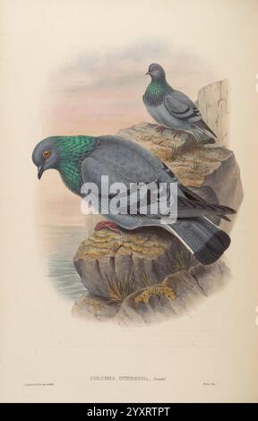 Oiseaux, Asie, John Gould, Londres, Taylor et Francis, auteur 1850, 1883, Asie, oiseaux, pictural worksearthday2020, Rock Dove, Columba Intermedia, Indian Rock Pigeon, J Gould, Whart, Indian Rock Pigeon, Columba Intermedia., deux pigeons rocheux minutieusement détaillés sont représentés perchés sur un rebord rocheux près du bord de l'eau. L'oiseau au premier plan affiche une posture gracieuse, avec sa tête légèrement tournée, montrant son plumage vert irisé et violet sur le cou. L'autre pigeon se tient calmement à l'arrière-plan, fournissant un sentiment de compagnie. L'environnement rocheux contraste avec les Banque D'Images