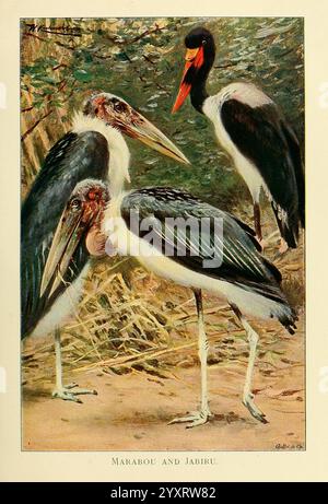 Wildlife of the World, Londres, F. Warne and Co, 1916, Zoologie, Marabou, Jabiru, Richard Lydekker, Friedrich Wilhelm Kuhnert, oiseaux, ornithologie, Leptoptilos crumenifer, cigogne de Marabou, Xenorhynchus senegalensis, Ephippiorhynchus senegalensis, cigogne à bec de selle, Afrique, un trio de cigognes est représenté dans un cadre naturel, mettant en valeur leurs caractéristiques distinctes. Au premier plan, deux cigognes Marabou se tiennent proches l'une de l'autre, leurs longues jambes élancées et leurs grands becs accrochés dominent la scène. L'un est caractérisé par son plumage shaggy et une tête chauve distinctive, tandis que l'autre a un profil plus profilé Banque D'Images