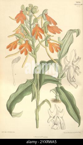 Curtis's Botanical Magazine, Londres, New York, illustration botanique, botanique, périodiques, œuvres picturales, plantes ornementales, Matilda Smith, Chine du Sud, Chine, Habenaria rhodocheila, femmes dans la science, Matilda Smith, l'illustration présente une plante à fleurs vibrante caractérisée par des feuilles vertes allongées et des grappes de fleurs orangées saisissantes. La tige centrale s'élève d'une base de larges feuilles, affichant en évidence les fleurs de forme tubulaire qui tombent gracieusement, soulignant leur structure délicate. Sur le côté, la représentation comprend la fleur de la plante dans un stade différent, i. Banque D'Images