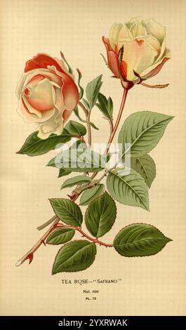 Favori, fleurs, de, jardin, et, Greenhouse, Londres, et, New York, Frederick, Warne, co, 1896-97, France, 19ème, siècle, icones, floriculture, chromolithographie, plantes, ornemental, rbgenr, rosa, odorata, Une représentation magnifiquement illustrée d'une variété de thé rose nommée ''Safrano''. L'image montre deux roses élégamment fleuries, l'une en pêche douce et l'autre en crème pâle, mettant en valeur leurs pétales délicats. Chaque fleur est accompagnée de feuilles vertes luxuriantes, soulignant les détails complexes des fleurs et du feuillage. La composition souligne la beauté naturelle et la grâce de cette spec Banque D'Images
