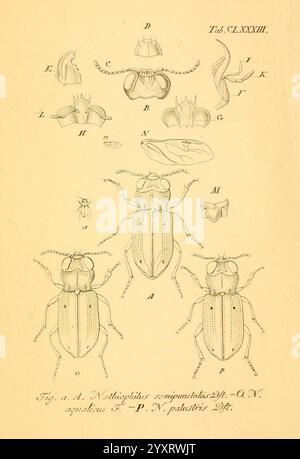 Deutschlands, Insecten, Nürnberg, Gedruckt auf Kosten des Verfassers, 1805-1857, coléoptères, Allemagne, œuvres picturales, Notiophilus semipunctatus, Notiophilus aquaticus, Notiophilus palustris, l'illustration présente diverses vues et détails anatomiques d'une espèce de coléoptère, étiquetée avec des lettres de A à N. le foyer central montre deux coléoptères représentés sous des angles différents, révélant leurs caractéristiques physiques distinctives, telles que leurs corps segmentés et leurs antennes. Autour de cette représentation centrale se trouvent des croquis détaillés de parties spécifiques du corps, y compris la tête, les jambes et le pronotum. Le metic Banque D'Images