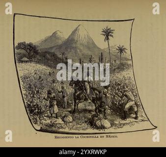 Libro, primero, de, botánica, Reino, végétal, Nueva York, D. Appleton, 1887., la scène représente un groupe d'individus engagés dans des activités agricoles dans un paysage luxuriant et montagneux. Au premier plan, plusieurs ouvriers sont occupés à s'occuper de la terre, à cultiver ou éventuellement à récolter. Leur tenue traditionnelle suggère un lien avec un mode de vie rural. En arrière-plan, des montagnes proéminentes s'élèvent majestueusement, entourées de palmiers et d'une végétation dense, indiquant un environnement riche et fertile. La composition capture un mélange harmonieux d'effort humain et de beauté naturelle, soulignant Banque D'Images