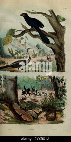 Dictionnaire pittoresque d'histoire naturelle et des phénomènes de la nature Paris, 1833-[1840], Londres, la scène présente deux sections distinctes mettant en valeur la diversité de la faune et de l'environnement. Banque D'Images