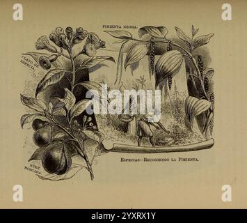 Libro, primero, de, botánica, (Reino, végétal). Nueva York, D. Appleton, 1887, l'illustration représente une classification naturelle avec un arrangement botanique détaillé. En haut, une représentation de diverses plantes est illustrée, mettant en valeur des éléments de la flore. Ci-dessous, deux personnages humains sont vus engagés dans une activité liée à l’étude de la nature, entourés d’une végétation luxuriante. Outre les plantes, il existe des étiquettes en espagnol identifiant différentes espèces ou types, telles que ''Especies : Ejes y Almedras''. La composition globale souligne le lien entre les humains et leur en naturel Banque D'Images