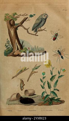 Dictionnaire pittoresque d'histoire naturelle et des phénomènes de la nature, Paris, 1833-[1840], cette illustration met en valeur une variété d'éléments naturels, mettant en vedette un hibou perché sur une branche, entouré d'un feuillage délicat. À côté de la chouette, une série d'insectes comprenant un coléoptère, une mouche et un moustique sont représentés, illustrant la diversité des petites créatures dans l'environnement. La partie inférieure présente une plante à fleurs aux pétales vibrants, accompagnée d’un papillon, et d’un terrier, suggérant un écosystème riche. Chaque élément est numéroté, indiquant leur importance dans une étude plus vaste Banque D'Images