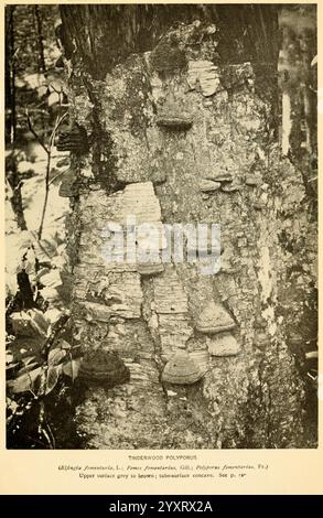 Le livre de champignons Garden City, N. Y, 1920 champignons, champignons, comestibles, le jardin botanique de New York, champignons de cuisine, la légende présente une vue rapprochée d'un tronc d'arbre, mettant en valeur un éventail de champignons polypores poussant sur sa surface. Les champignons, caractérisés par leurs structures distinctives de type étagère, présentent des tailles et des formes variables lorsqu'ils s'accrochent à l'écorce. La surface texturée de l'arbre, avec ses taches rugueuses et ses imperfections naturelles, fournit une toile de fond sombre pour les champignons, dont la couleur varie du gris au brun. Cette image met en évidence la relation complexe entre les arbres et les champignons en f Banque D'Images