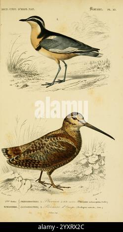 Dictionnaire universel d'histoire naturelle, Paris, 1847-1849, histoire naturelle, dictionnaires, cette illustration présente deux espèces d'oiseaux distinctes, chacune étiquetée avec un numéro correspondant. Le premier oiseau, positionné au sommet, présente un corps élégant avec un motif saisissant de plumage bleu et blanc qui complète sa forme allongée. Son bec est droit et élancé, idéal pour la recherche de nourriture, tandis que sa posture suggère la vigilance. Le deuxième oiseau, situé en dessous, se caractérise par ses plumes brunes camouflées et polies, se mélangeant habilement avec son environnement. Il a un corps court et robuste et un lo Banque D'Images