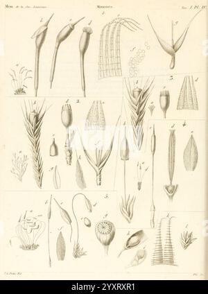 Mémoires de la Société linnéenne de Paris. Paris, au Secrétariat de la Société, 1822-1828. Histoire naturelle, périodiques, plantes, l'image présente une illustration scientifique complexe mettant en valeur une variété de spécimens botaniques. Il comprend des représentations détaillées de différentes structures végétales, telles que les graines, les fleurs et les feuilles, disposées systématiquement. Chaque spécimen est étiqueté avec des lettres et des chiffres pour une référence facile, démontrant la diversité des formes et des structures trouvées dans le règne végétal. L'illustration semble souligner à la fois les détails anatomiques et l'élégance de ces bota Banque D'Images