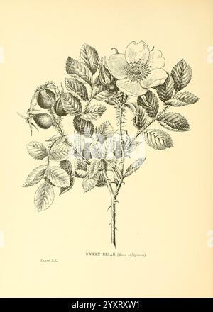 Arbres, arbustes, Îles Britanniques, Londres, dent, 1909, botanique, Grande-Bretagne, arbustes, arbres., L'illustration présente une représentation détaillée d'une plante douce de brier, connue scientifiquement sous le nom de Rosa rubiginosa. Ses fleurs blanches délicates et ses tiges feuillues sont bien en évidence, mettant en valeur une gamme de formes et de textures de feuilles. La disposition complexe des feuilles met en valeur leurs bords dentelés, tandis que plusieurs gousses de graines rondes et épaisses fournissent un élément contrastant à l'élégance florale. La composition globale souligne la beauté naturelle et les caractéristiques botaniques de la plante. Sous l'illustration, le n° Banque D'Images