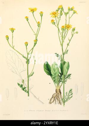 Icones florae Germanicae et Helveticae, simul Pedemontanae, Tirolensis, Istriacae, Dalmaticae, Austriacae, Hungaricae, Transylvanicae, Moravicae, Borussicae, Holsaticae, Belgicae, Hollandicae, ergo Mediae Europae. Lipsiae, F. Hofmeister 1834-1912. [v. 1, 1850], Europe, œuvres picturales, plantes, L'illustration présente une étude botanique du Sisymbrium irio, communément appelé fusée londonienne. La plante est représentée de manière détaillée et scientifique, mettant en valeur ses caractéristiques distinctes. Sur le côté gauche, les tiges fleuries sont ornées de grappes de petites fleurs jaunes, tandis que sur le côté droit Banque D'Images