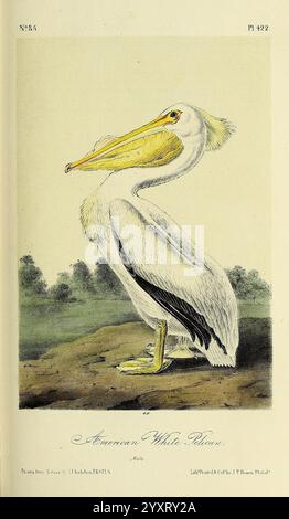 Les, oiseaux, de, Amérique, New York, G. R, Lockwood, 1871, 1839, oiseaux, Amérique du Nord, picturale, fonctionne, l'illustration met en scène un pélican blanc américain, mettant en valeur ses caractéristiques distinctes. L'oiseau est représenté avec un long bec proéminent, avec une coloration jaune-orange prononcée, et un corps arrondi recouvert de plumes blanches. Ses ailes s'étendent vers l'extérieur, révélant les plumes de vol noires cachées en dessous. Le pélican se tient gracieusement sur les pieds palmés, avec une expression sereine qui capture sa présence royale. L'arrière-plan fait allusion à un habitat naturel, avec une végétation douce qui complémente Banque D'Images