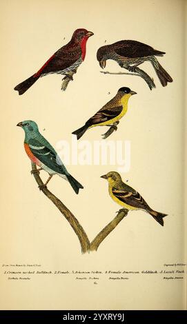 Américain, ornithologie, ou le, naturel, histoire, de, les, les oiseaux, de, les, États-Unis, États-Unis, Petter, &, Galpin, [187-], oiseaux, États-Unis, carduelis, tristis, américain, Goldfinch, maison, finch, carduelis, pinus, passerina, amoena, lazuli, banderole, pin, siskin, hémorragique, mexicanus, L'illustration montre cinq espèces d'oiseaux distinctes perchées sur des branches minces. Au sommet, deux oiseaux affichent un plumage vibrant : l'oiseau gauche est une espèce rouge, probablement un mâle, tandis que l'oiseau droit présente une coloration plus discrète, probablement une femelle. En dessous d'eux, un oiseau jaune se détache, identifié comme Banque D'Images