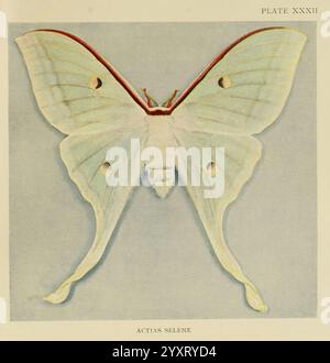 Insect Life, Londres, A. & C. Black, ltd, 1921, arthropode, entomologie, bibliothèques, manuels de laboratoire, arthropode, l'illustration présente une représentation magnifiquement détaillée d'Actias selene, communément connu sous le nom de Luna Moth. Son impressionnante envergure présente une délicate teinte verte douce, accentuée par d'élégantes nuances ivoire. Les ailes sont ornées de taches dorées et noires distinctives pour les yeux qui se détachent sur le fond sourd, améliorant l'aspect éthéré du papillon. L'illustration est étiquetée ''PLANCHE XXXII', indiquant qu'elle fait partie d'une série mettant en évidence diverses espèces. Le méticuleux Re Banque D'Images