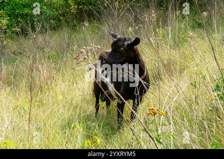 Une chèvre noire se dresse dans une prairie luxuriante entourée de hautes herbes, profitant du soleil par un après-midi chaud. Il est attaché avec une chaîne, observant calmement son env Banque D'Images