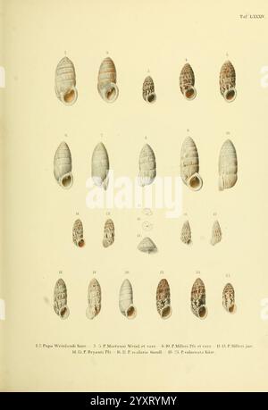 Novitates Conchologicae, Cassel, T. Fischer, 1854-79, mollusques, œuvres picturales, l'illustration présente une variété de coquillages, mettant spécifiquement en évidence différentes espèces et leurs caractéristiques distinctes. Les coques sont disposées de manière systématique, ce qui permet de comparer facilement leurs formes et textures. Chaque coquille est étiquetée avec un numéro correspondant à son identification, soulignant la diversité au sein de cette catégorie. Les détails des coquillages reflètent des motifs complexes et des marques naturelles, mettant en valeur la beauté et le caractère unique de la vie marine. Cette présentation sert de bot Banque D'Images