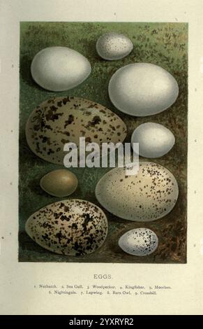 Familier Wild Birds Londres, New York, Cassell, 1883, oiseaux, dictionnaires, oeuvres picturales, Sitta europaea, Larus canus, Picus viridis, Alcedo atthis, Gallinula chloropus, Luscinia megarhynchos, Vanellus vanellus, Tyto alba, Loxia curvirostra, ornithologie, Walters Waysland, écoutille des bois, mouette commune, pic vert, Kingfisher commun, Moorhen commun, Nightingale commun, Lapwing nordique, grange Owl, bec croisé rouge, Richard Kearton, oeufs, Une collection de divers oeufs d'oiseaux exposés de manière organisée. Chaque œuf présente différentes formes, tailles et textures, mettant en évidence la diversité trouvée Banque D'Images
