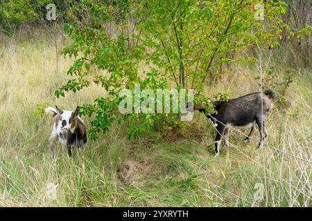 Deux chèvres paissent paisiblement dans une zone luxuriante et herbeuse près d'un buisson. Le cadre est lumineux avec un feuillage vert, créant une atmosphère rurale sereine. Banque D'Images