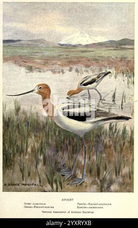 Portraits and habits of our Birds v.2, New York City, National Association of Audubon Societies, 1920, Birds, United States, American Avocet, avocet, Recurvirostridae, Recurvirostra americana, Une représentation gracieuse de deux avocats, caractérisée par leurs longues pattes minces et leurs becs distinctifs courbés vers le haut. Le premier plan présente un avocet debout sur la zone humide, avec son plumage noir et blanc saisissant contrastant avec les couleurs douces du marais environnant. En arrière-plan, un deuxième avocet semble être en train de chercher de la nourriture, faisant allusion au comportement de l'espèce de chercher de la nourriture dans la wa peu profonde Banque D'Images