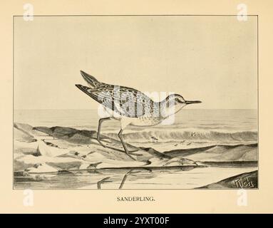 Plumes, gibier, du Nord-est, New York, T.Y. Crowell & Co, 1907, sanderling, calidris alba, gibier et gibier à plumes, Une illustration détaillée d'un sanderling, un petit oiseau de rivage connu pour son corps élancé et ses longues pattes. L'oiseau est représenté debout sur un rivage sablonneux, avec de douces vagues océaniques qui se battent en arrière-plan. Son plumage caractéristique présente un mélange de taches et de motifs, qui fournissent un camouflage contre l'environnement de la plage. Le sanderling est souvent vu naviguer le long du bord de l'eau à la recherche de nourriture. La composition globale met en valeur l’habitat naturel de ce migrateur Banque D'Images