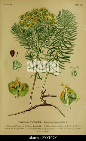 Die Giftpflanzen Deutschlands. Braunschweig, F. Vieweg, 1910, Allemagne, plantes toxiques, cette illustration présente le Cyprès Spurge (Euphorbia cyparissias L.), mettant en valeur ses caractéristiques distinctives. La plante principale est représentée avec des ramifications détaillées et un feuillage luxuriant, affichant ses feuilles vertes vibrantes. À proximité, les composants individuels de la plante sont étiquetés numériquement pour mettre en évidence différents aspects Banque D'Images