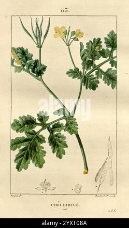 Flore médicale, Paris, imprimerie de C.L.F. Panckoucke, 1828-1832, 1833, botanique, botanique, médical, cuivre, gravure, France, graphique, médias, main, coloré, herbals, materia, medica, légume, œuvres picturales, plantes, cette illustration présente une représentation détaillée d'une plante connue sous le nom de Chelidonium, communément appelée célandine. Il met en valeur les feuilles distinctives de la plante, qui sont profondément lobées et dentelées, et les fleurs jaunes délicates positionnées au sommet des tiges. Le dessin botanique met en évidence les caractéristiques structurelles de la plante, y compris la disposition des feuilles, de la tige et du flo Banque D'Images