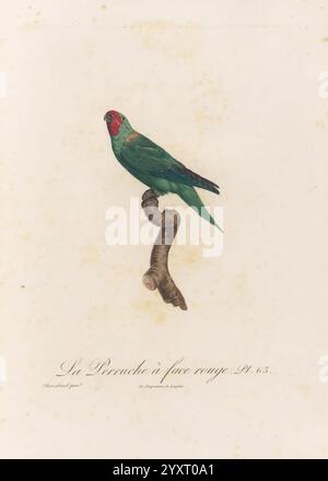 Histoire naturelle des perroquets, A Paris, chez Levrault, an IX (1801)-an XIII (1805), Un perroquet vert éclatant au front rouge frappant perche gracieusement sur une branche noueuse. Ses plumes affichent une riche teinte émeraude, contrastant magnifiquement avec le rouge vif de son devant. La scène capture l'essence de l'habitat naturel de l'oiseau, soulignant son élégance et sa beauté. Sous le perroquet, une étiquette l'identifie comme ''le perroquet à face rouge', ajoutant une touche de contexte éducatif à cette représentation exquise de la vie aviaire. Banque D'Images