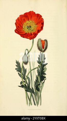 Flora conspicua, Londres, Longman, Rees, Orme, marron et vert, 1826, fleurs, Angleterre, plantes, pavot, ornement, le jardin botanique de New York, œuvres picturales, nudicaule de Papaver, William Clark, Une fleur de pavot rouge éclatante se dresse, mettant en valeur ses pétales délicats qui rayonnent vers le ciel. Au centre, des étamines dorées complexes fleurissent, attirant le regard avec leur contraste saisissant. À côté de la fleur entièrement ouverte, un bourgeon non mûr laisse entrevoir le potentiel d'une nouvelle vie, tandis que des feuilles vertes luxuriantes encadrent gracieusement la composition, ajoutant une touche organique à la scène. L'arrière-plan est légèrement texturé Banque D'Images