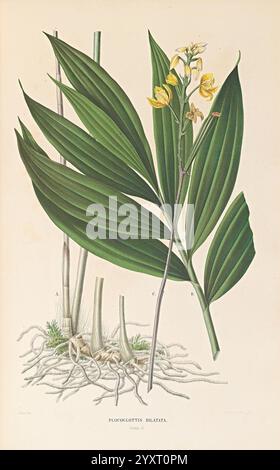 Collection des orchidées les plus remarquables de l'archipel indien et du Japon, Amsterdam, C. G. Sulpke, 1858, Japan, archipel malais, Orchidaceae, œuvres picturales, cette illustration botanique met en valeur la plante Planchonella bilamata, avec ses feuilles allongées distinctives et ses délicates fleurs jaunes. L'œuvre d'art détaille le système racinaire, illustrant la croissance de la plante à partir du sol. Les feuilles sont grandes et brillantes, contribuant à l'esthétique globale de la plante. L'étiquette identifie les différentes parties de la plante, mettant l'accent sur sa classification scientifique et fournissant un aperçu i Banque D'Images