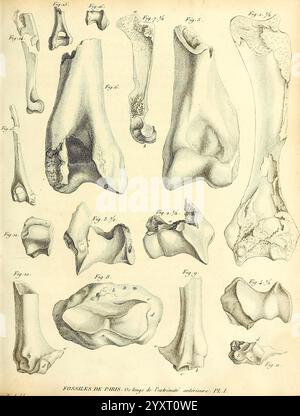 Recherches sur les ossemens fossiles de quadrupèdes Paris Deterville 1812 France Paléontologie géologie région Paris mammifères fossiles vertébrés fossiles histoires de fossiles, l'illustration présente une collection de dessins anatomiques détaillés de différents fragments d'os, chacun numéroté et étiqueté pour plus de clarté. Les pièces présentent différents types de structures squelettiques, probablement issues d’une étude historique ou scientifique sur l’anatomie humaine ou animale. Chaque fragment est accompagné d'un numéro de figure, facilitant la référence et l'étude. L'œuvre d'art souligne les subtilités de la morphologie osseuse, capturant divers Banque D'Images