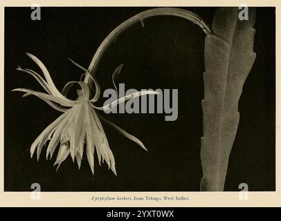 The Cactaceae, Washington, Carnegie institution of Washington, 1919-1923, Cactaceae, Classification, œuvres picturales, Epiphyllum hookeri, Une représentation frappante d'une fleur délicate présentant des pétales allongés et des détails complexes. La fleur est présentée latéralement, soulignant ses lignes gracieuses et sa structure unique. La partie centrale de la fleur présente des tendrilles élancées et recourbées qui améliorent son aspect éthéré. La composition met en valeur la beauté naturelle de la fleur, capturant son essence en mettant l'accent sur la forme et la texture. La présentation générale suggère un intérêt scientifique, probablement pour la première fois Banque D'Images